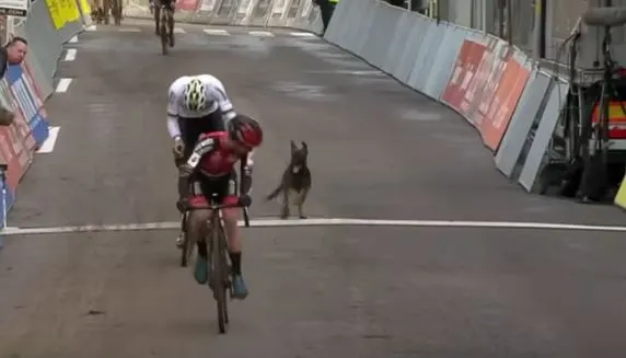 unusual:-a-dog-pursues-van-der-poel-at-druivencross-#druivencross-#dog-#vanderpoel-#mvdp-#cycling